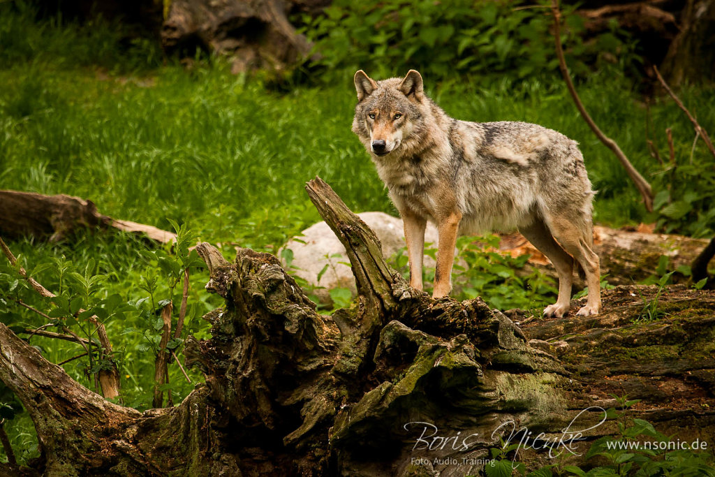 20130525-IMG-7220.jpg